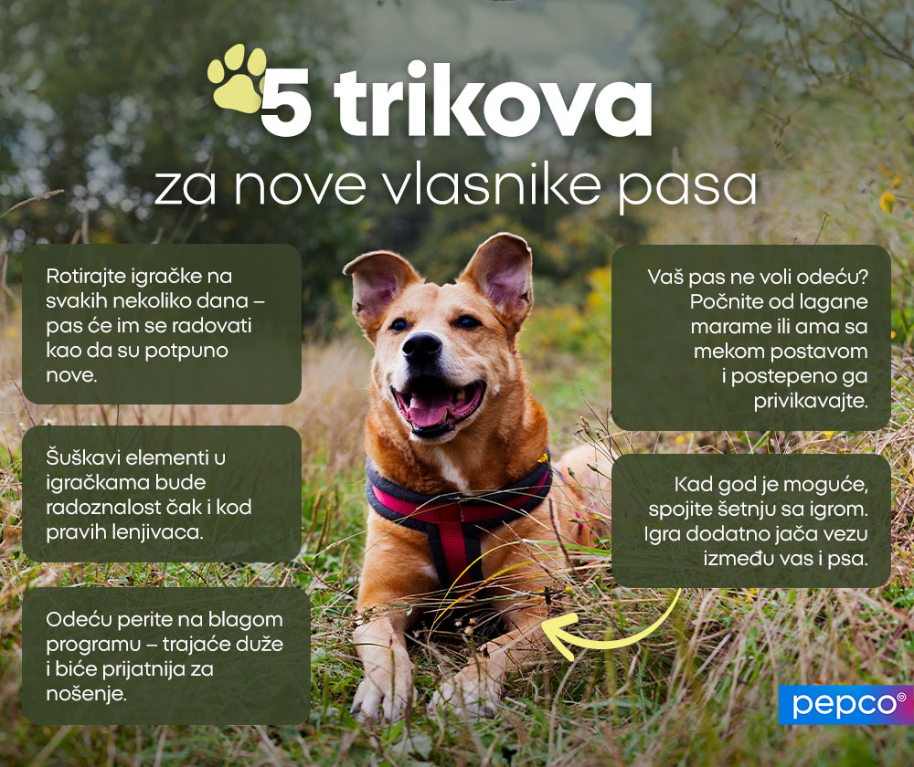 5 trikova za nove vlasnike pasa: 